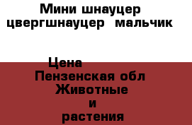 Мини шнауцер (цвергшнауцер) мальчик  › Цена ­ 18 000 - Пензенская обл. Животные и растения » Собаки   . Пензенская обл.